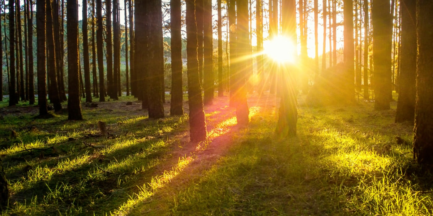 Sunrise in a forrest